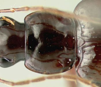 Media type: image;   Entomology 23519 Aspect: pronotum dorsal
